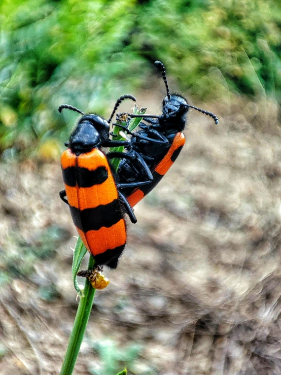 two bugs mating on a long stem in a field