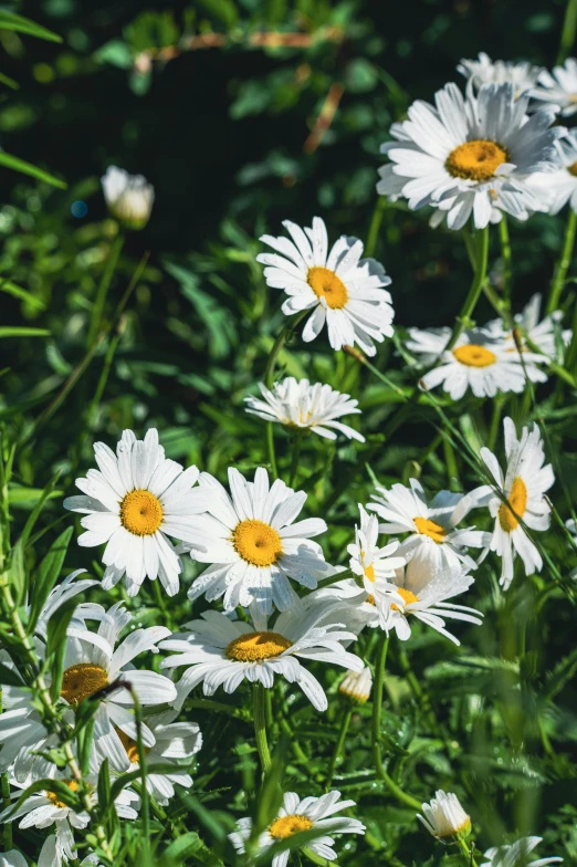 a bed of white daisies on a sunny day