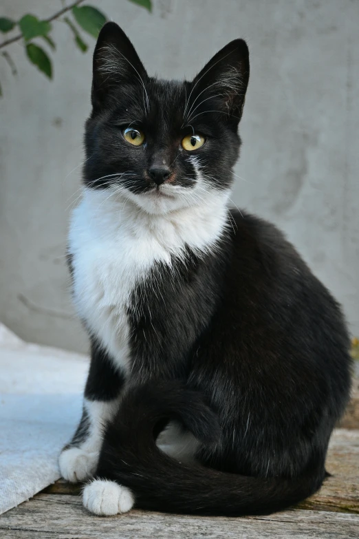 a cat is sitting in the sunlight with eyes opened