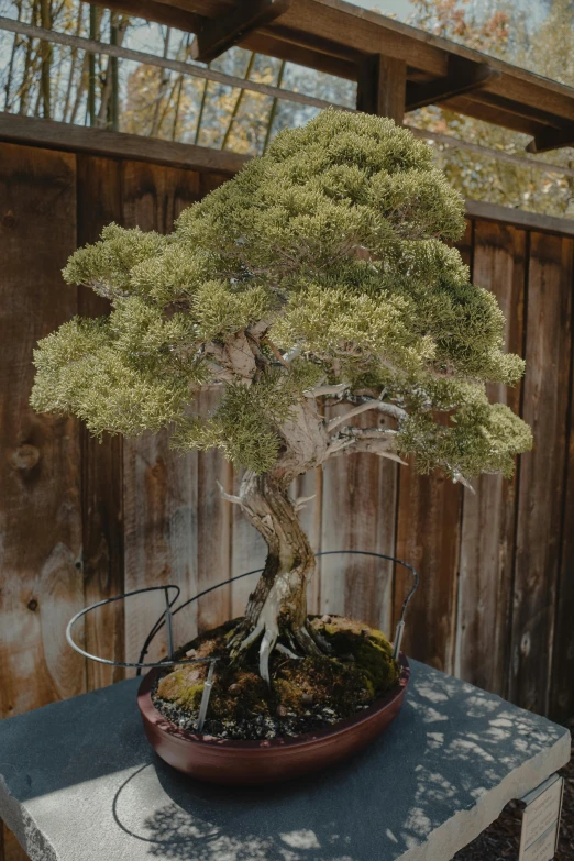 a bonsai tree is pictured in this outdoor image