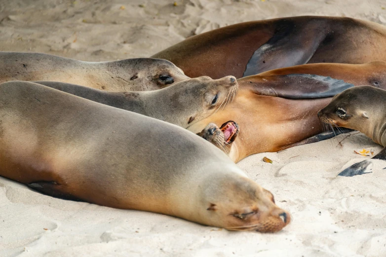 a couple of sea lions sleeping on top of a beach