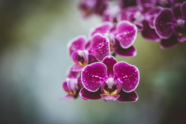 purple flowers that are on a stem