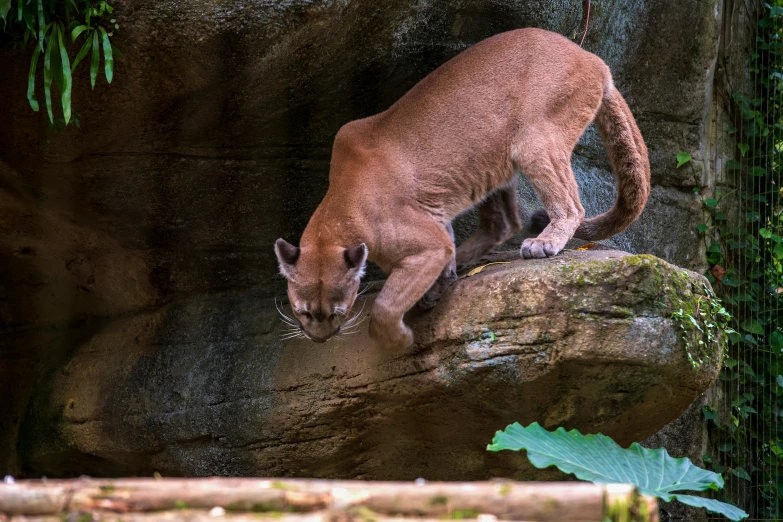 a large cat that is standing on a rock