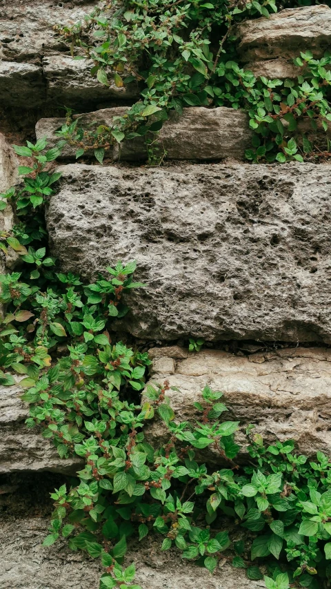 green vines are growing around an old stone wall