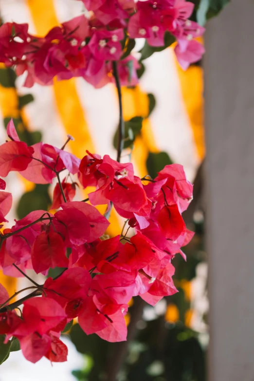 red flowers with white centers in front of a large yellow wall