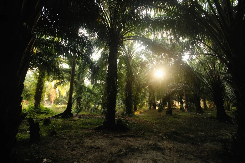 sunlight coming through the trees in the middle of the forest