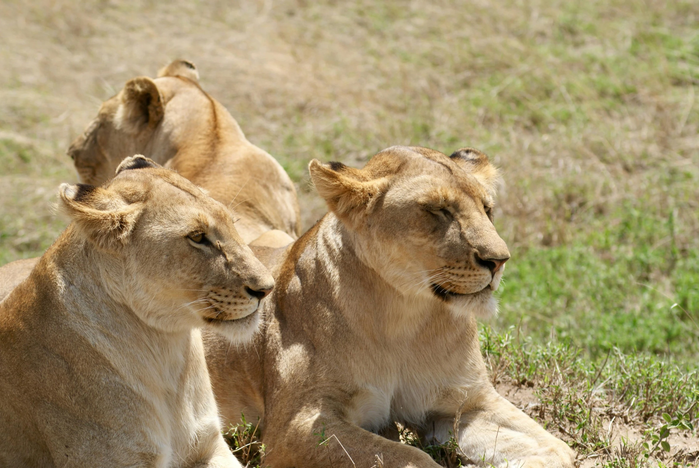 three lions laying on the ground looking around