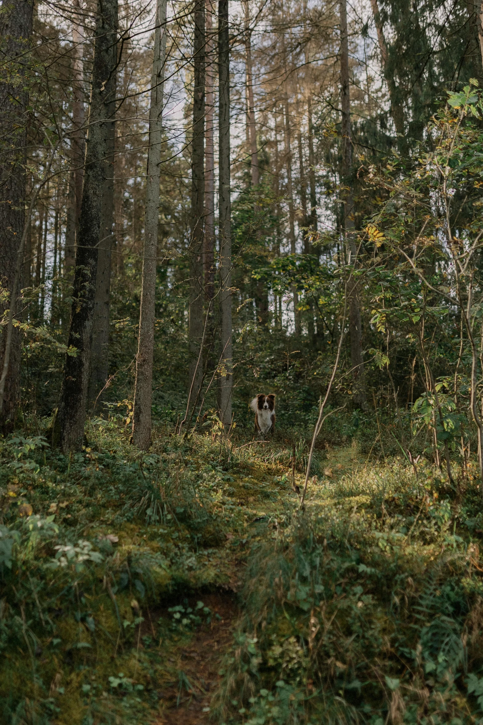 a dog that is standing in the woods