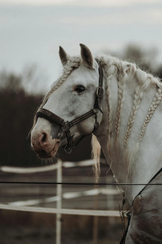 the side view of a horse in an enclosed area