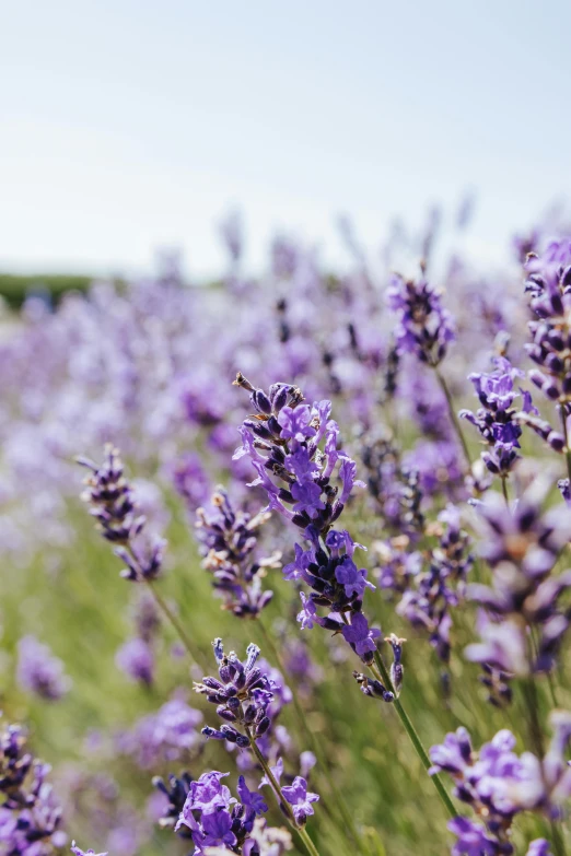 lavender is growing on the side of the road