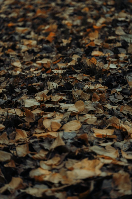 a little red fire hydrant on a pile of leaves