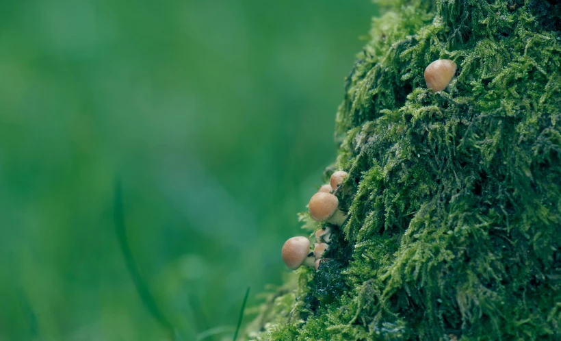 mushrooms are growing from the moss on this tree