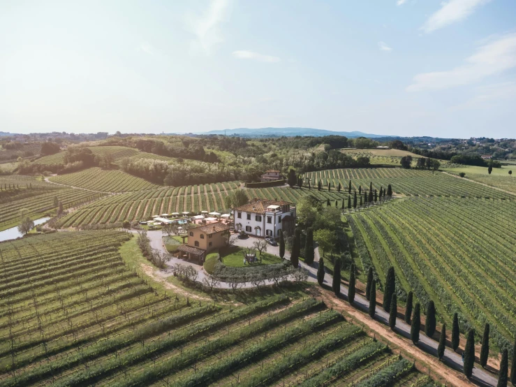 a house in a field of vineyards