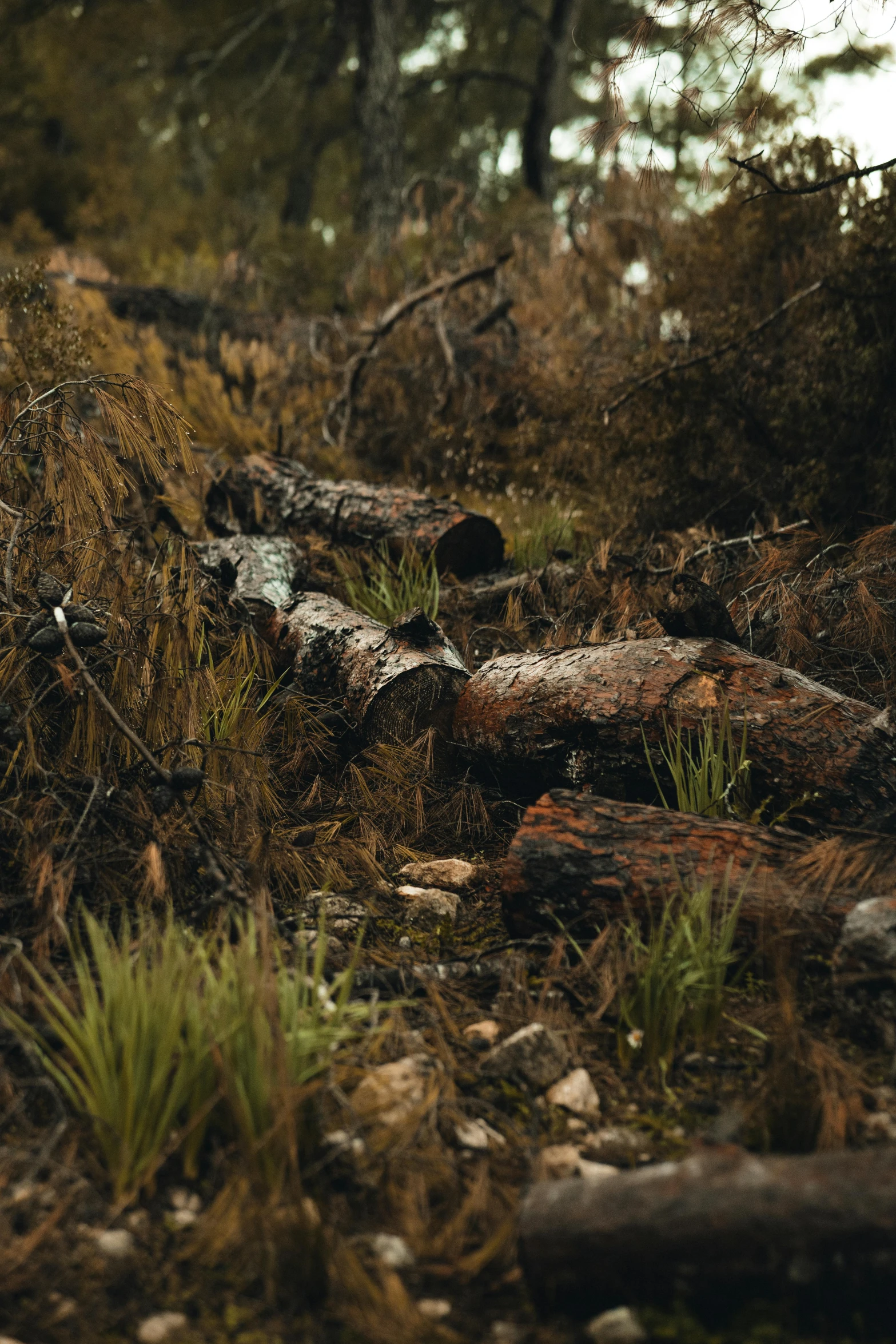 an old tree stump on a patch of dry grass with little green plants