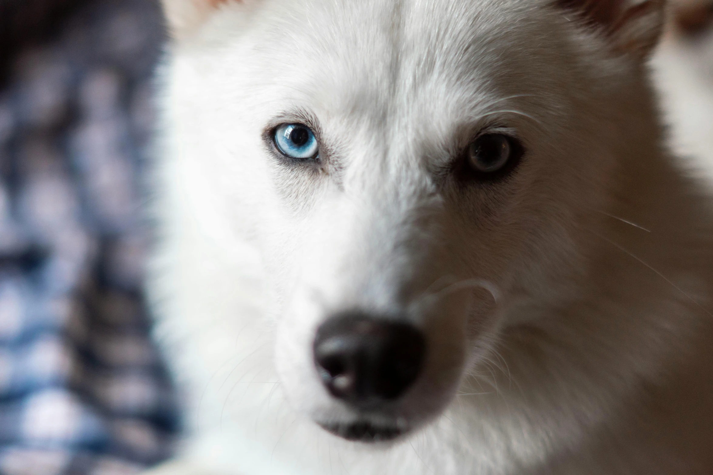 close up on the face and chest of a white dog with blue eyes