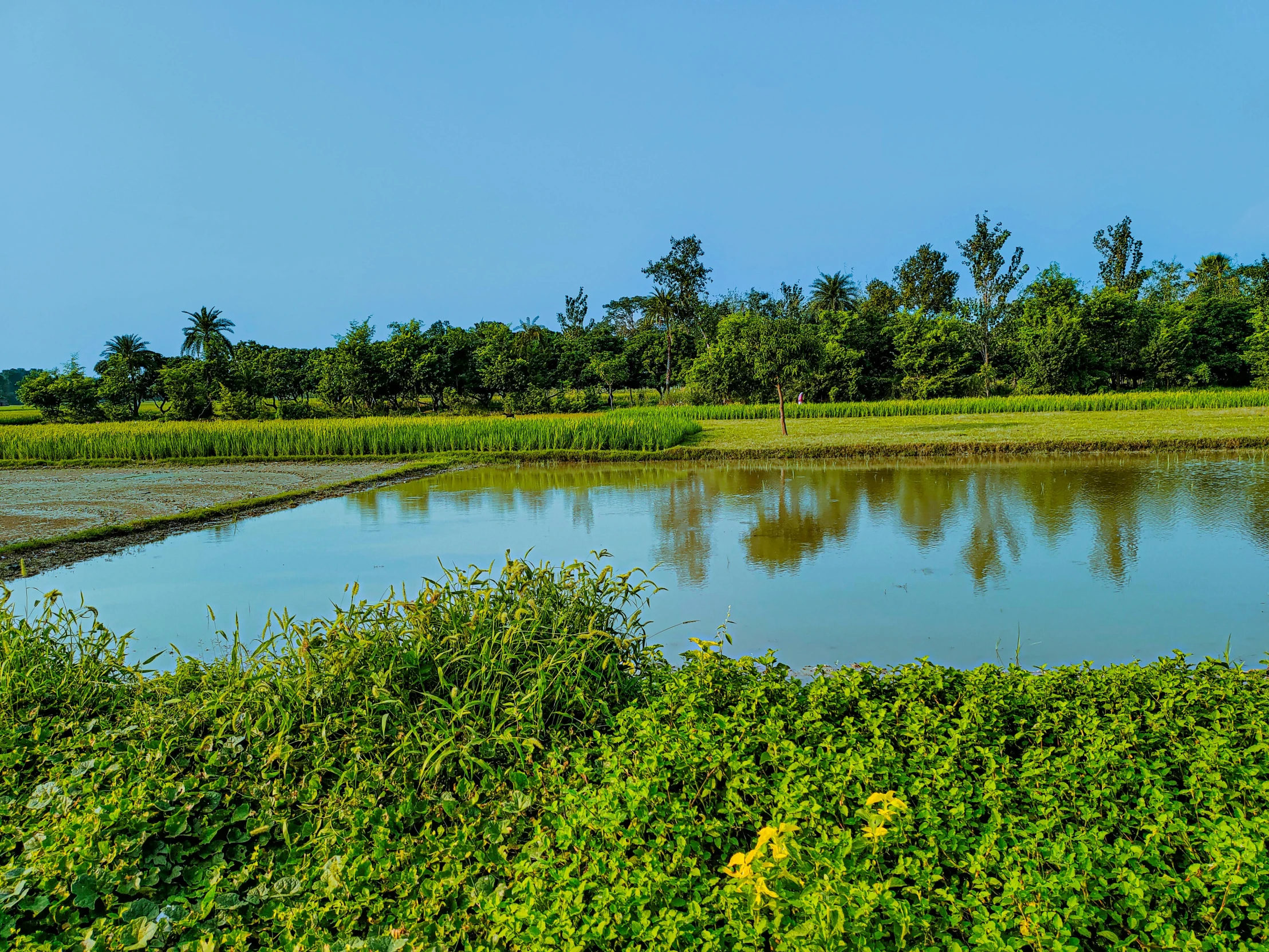 a large pond near a road with green plants around it