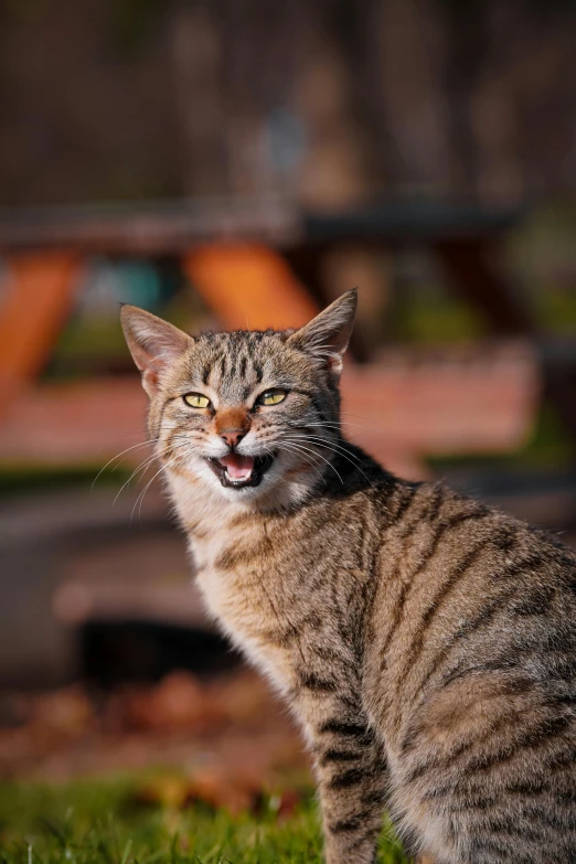 a striped cat with open mouth looking up