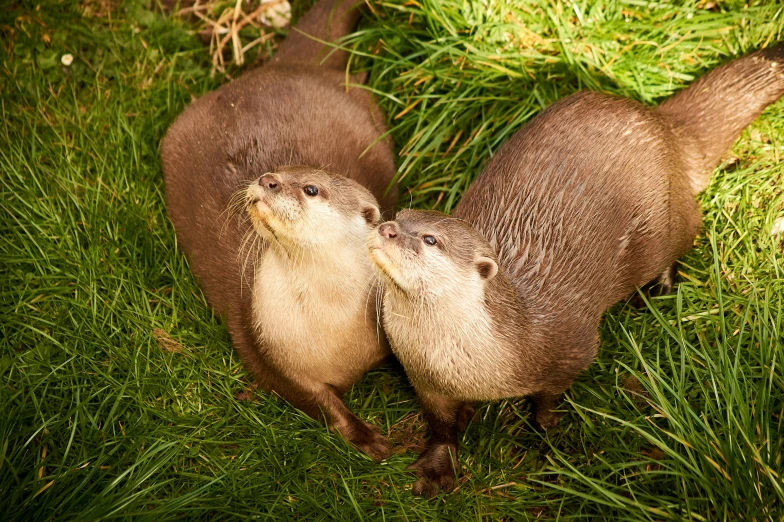 two baby otters nuzzle each other in the grass