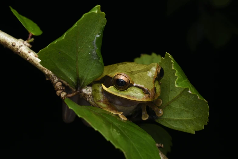 a tree frog sitting on a leaf