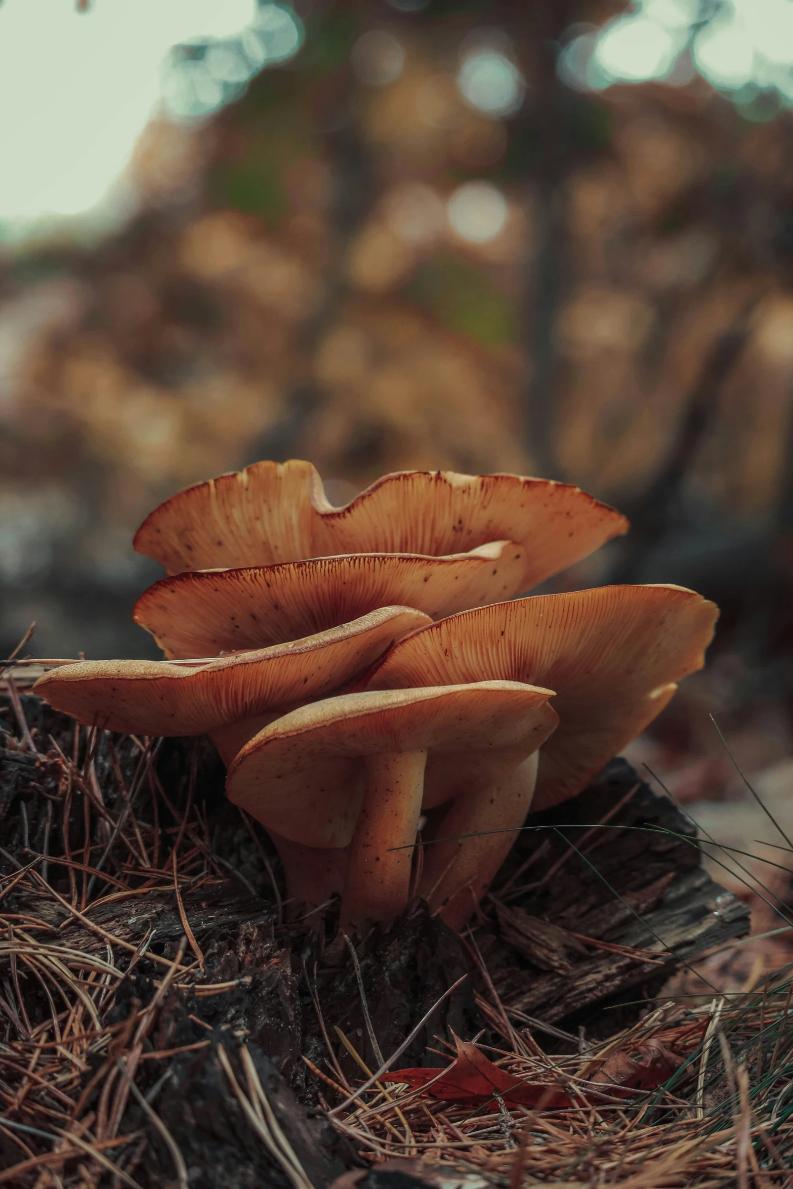 a close up of mushrooms in a forest