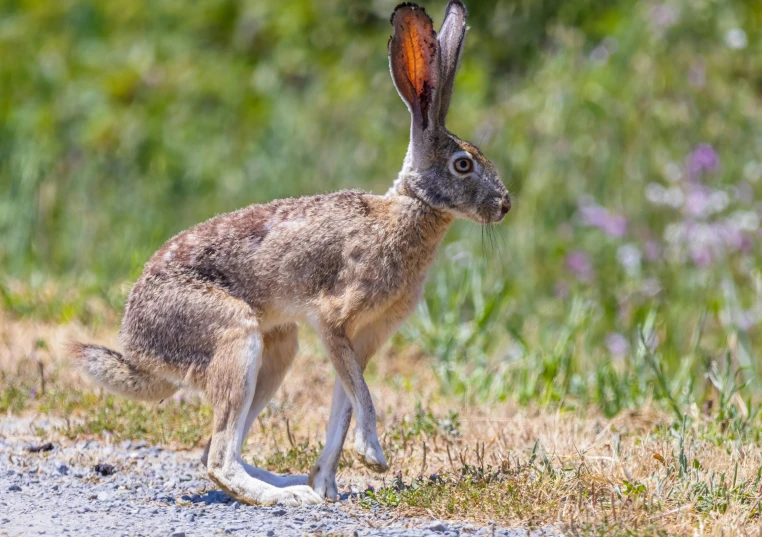 small bunny is standing on the ground near some grass