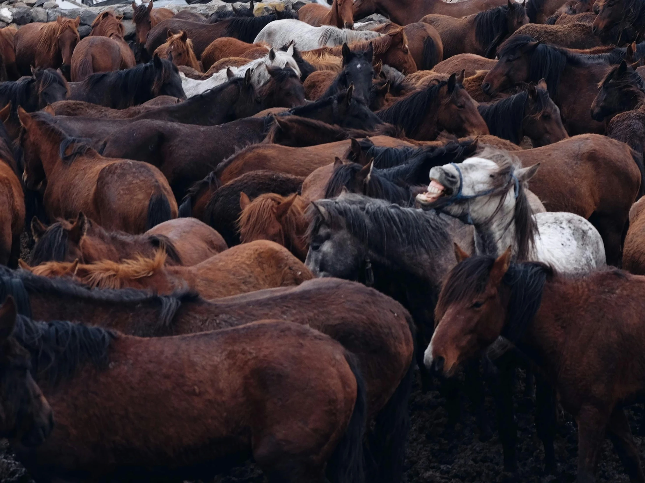 a herd of horses and other animals all with large white horns