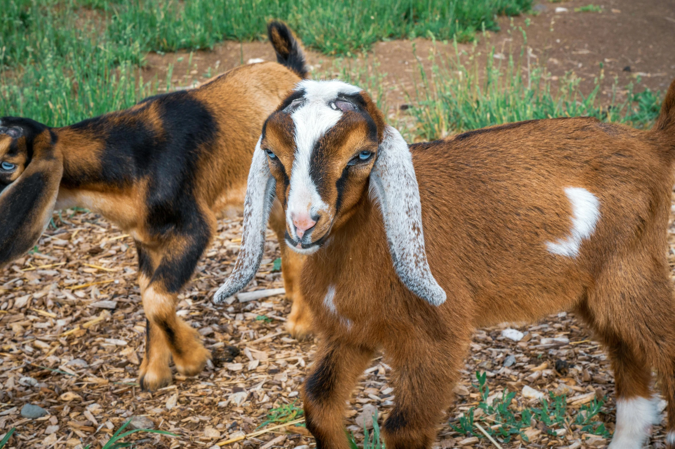 there are two goats that are walking in the grass