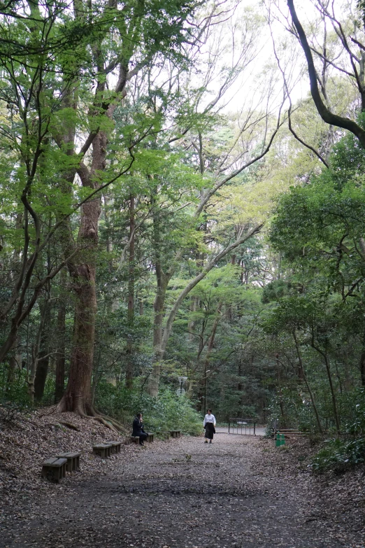 a forest with people sitting on benches surrounded by trees