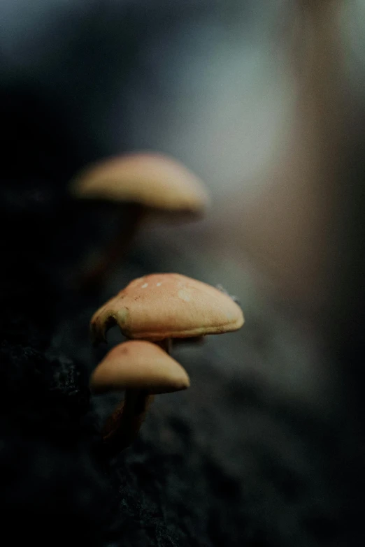 the mushrooms are sitting on the tree bark