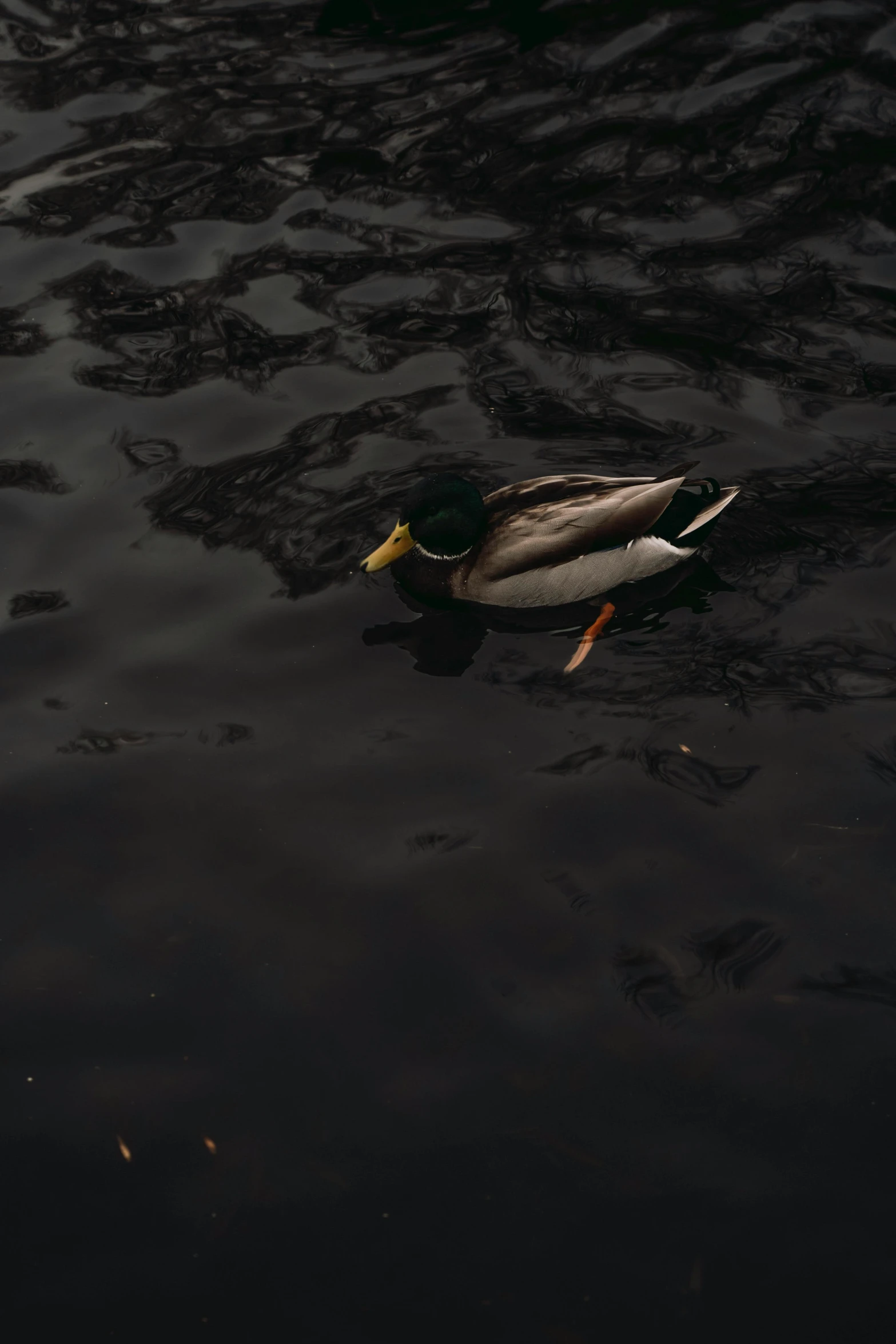 the duck is floating on a very dark water