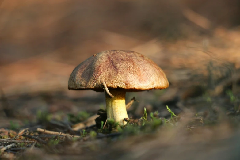 the brown mushrooms in the grass have long white tops