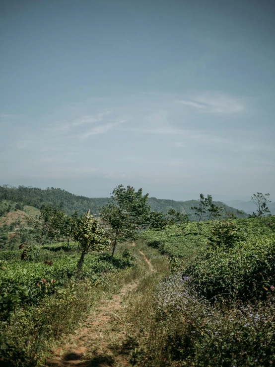 an open field covered in green plants next to a road