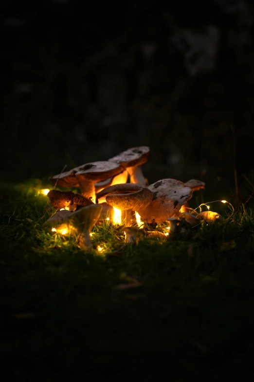 some mushrooms glowing under the night sky