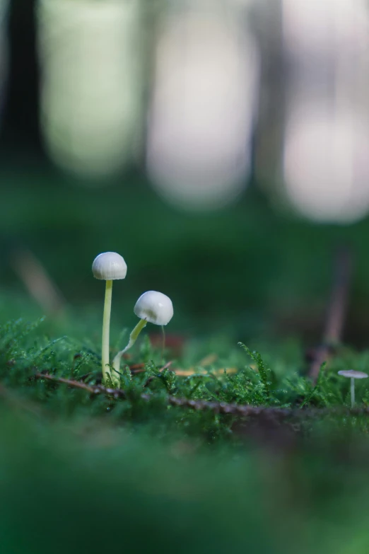 two mushrooms in the woods on the side of the road