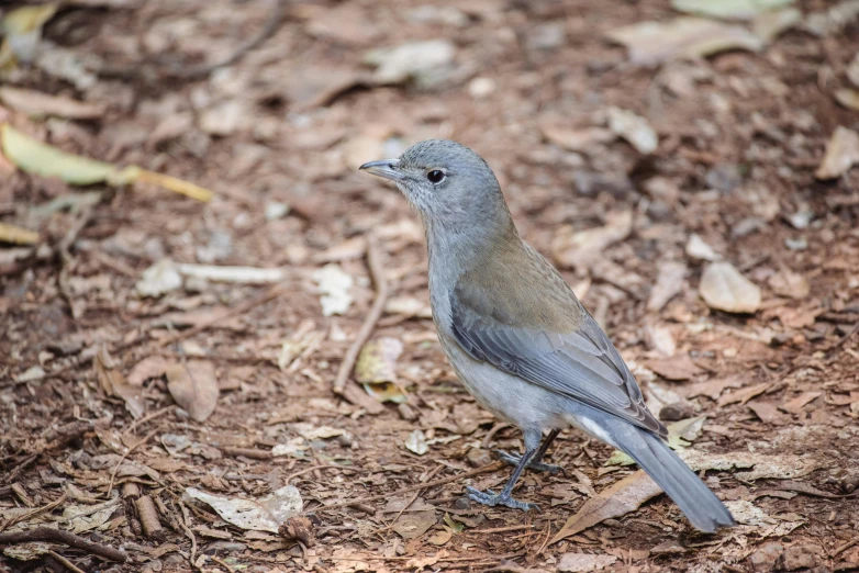 small bird standing in a field near wood chips