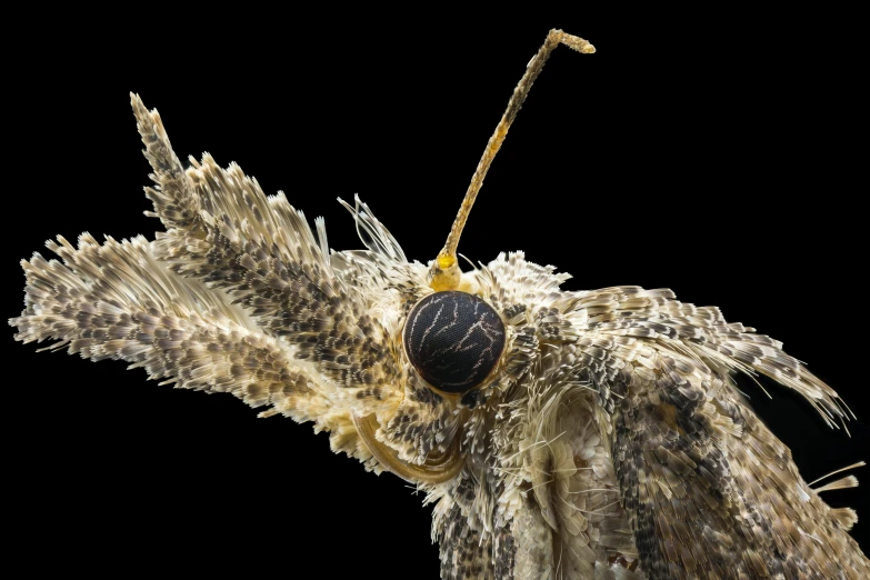 a bug is sitting on a stick with long hair