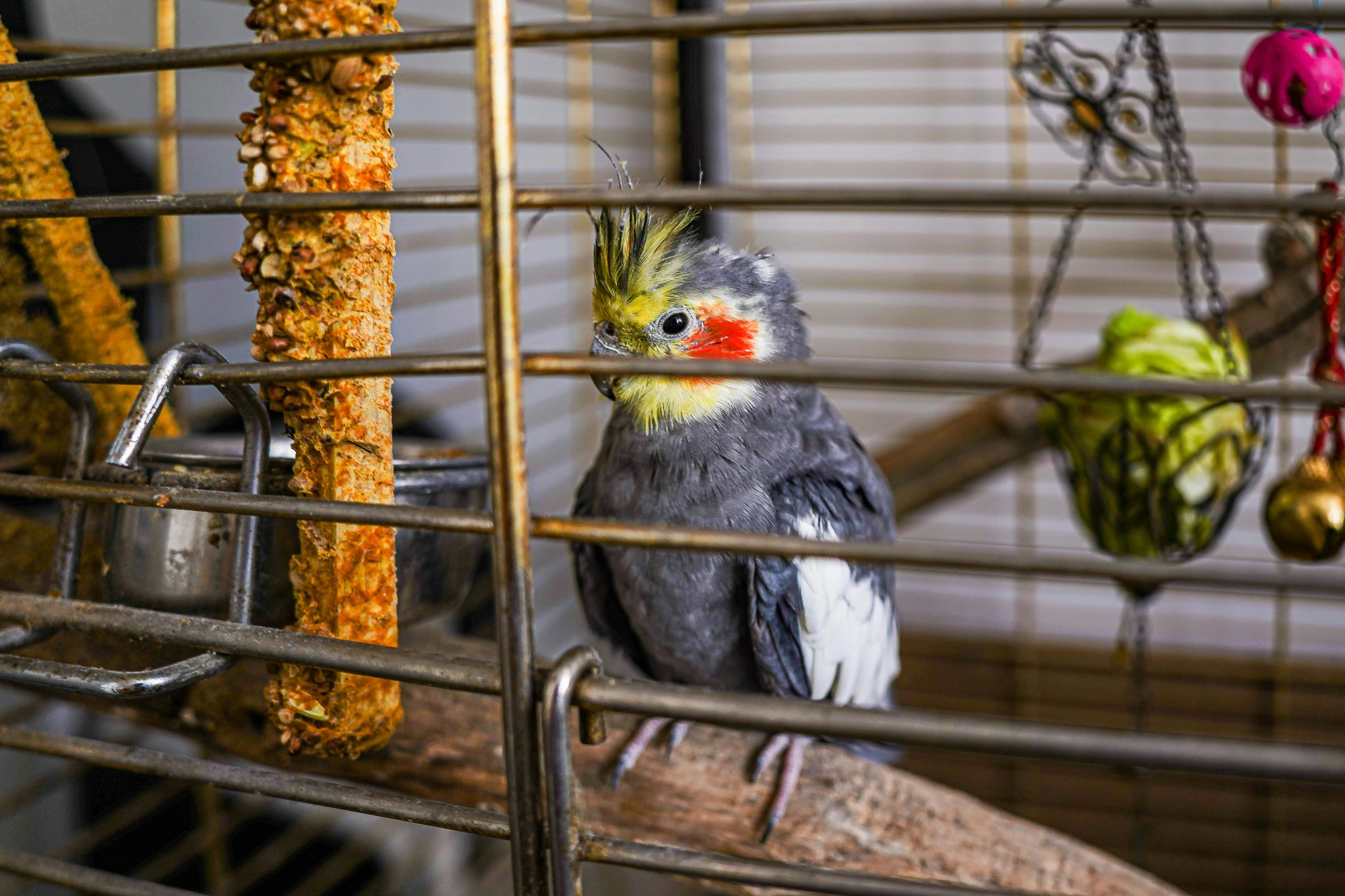 the parrot has a mohawk on its head