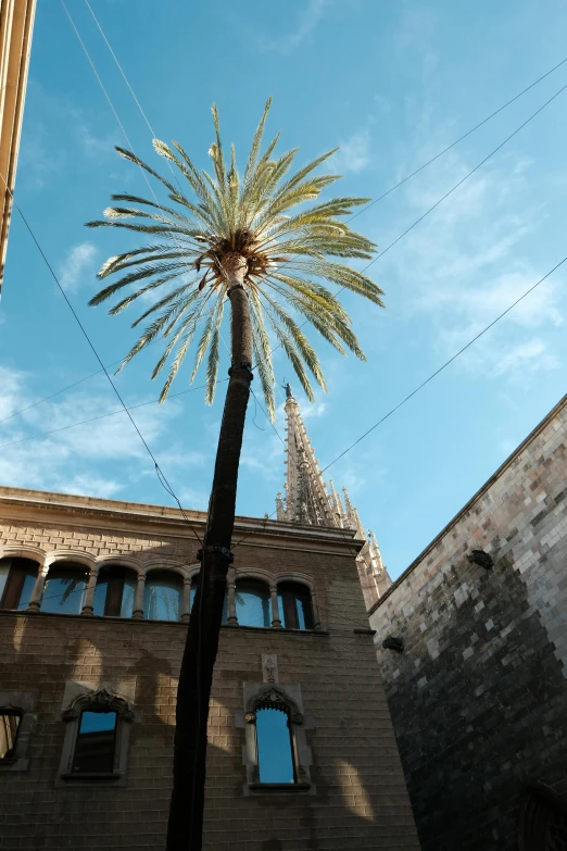 there is a palm tree near the building