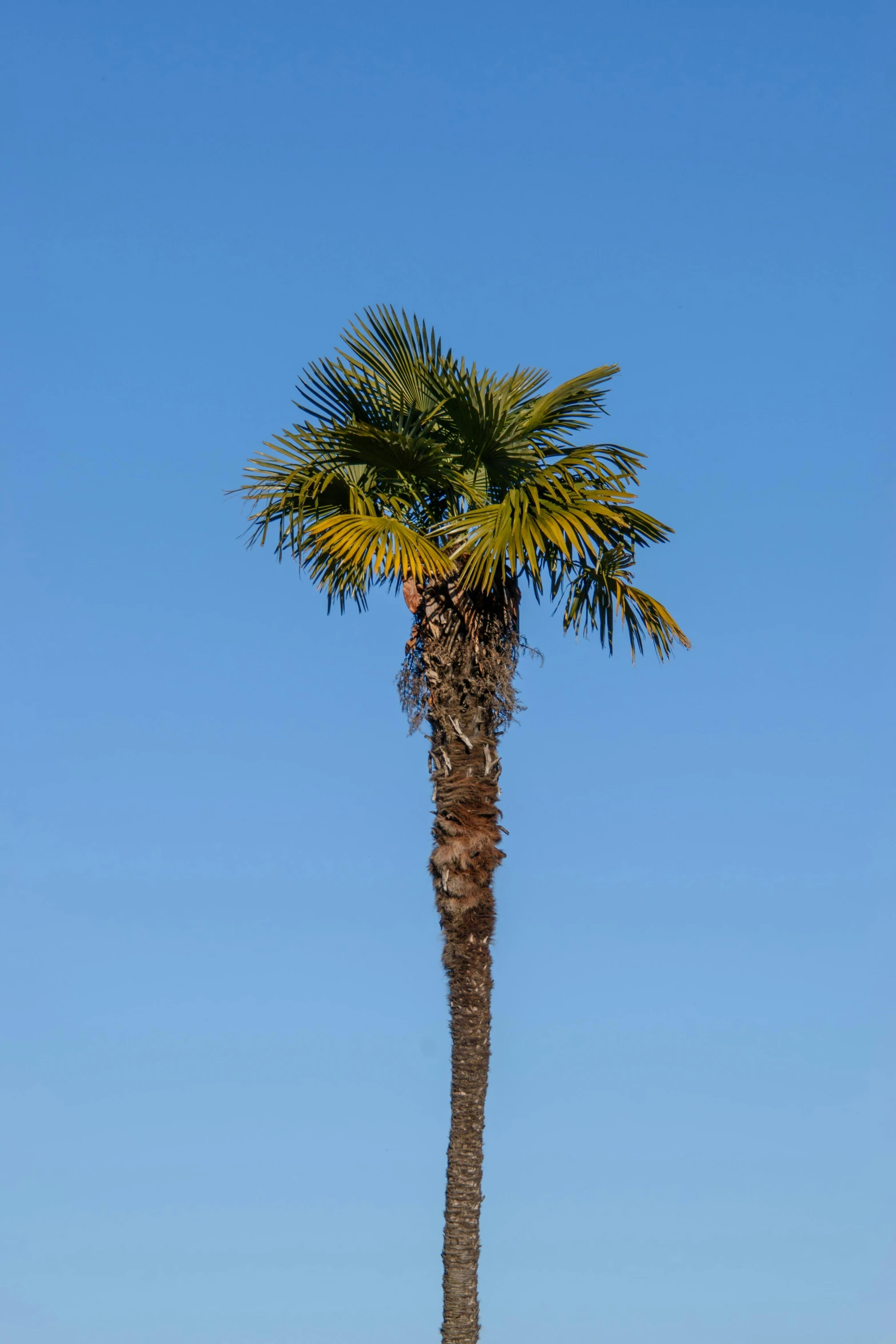 there is a tall palm tree with the clear blue sky