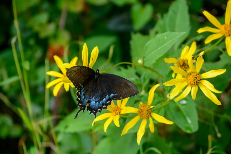 a black and blue erfly on some yellow flowers