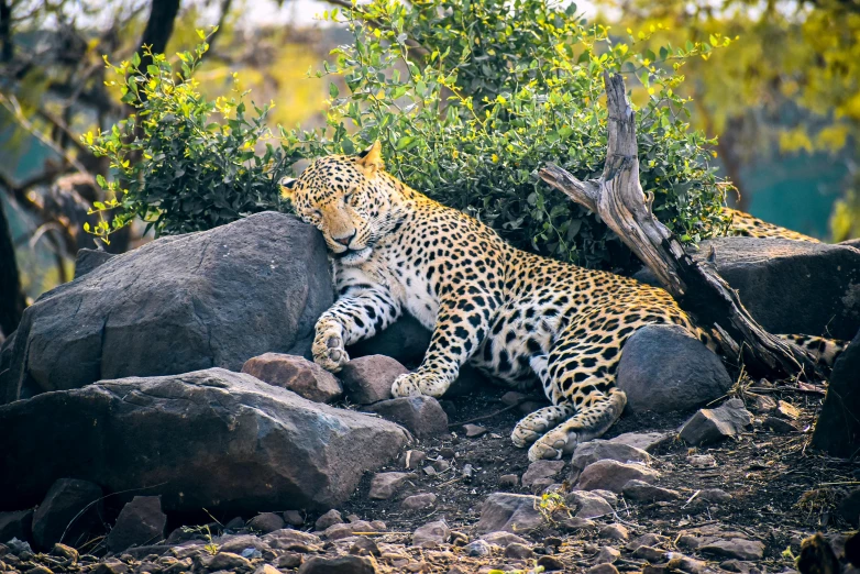 there is a leopard lying down in the rocks