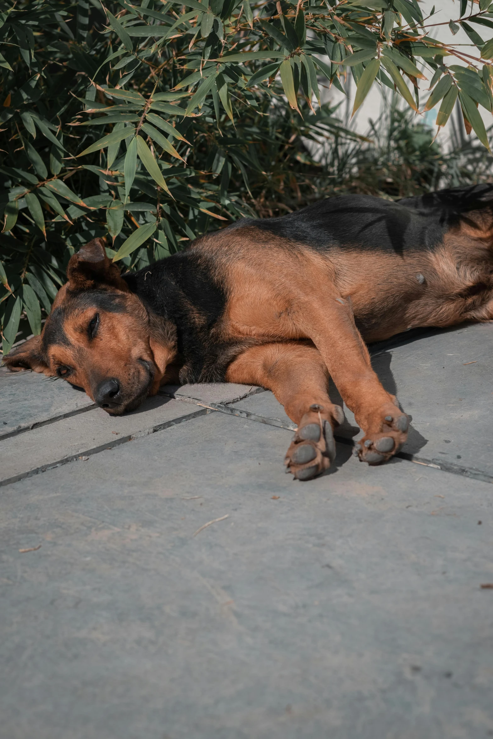 a dog laying on its back in front of a bush