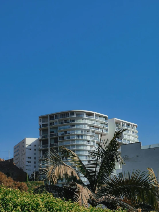 a palm tree in front of some buildings