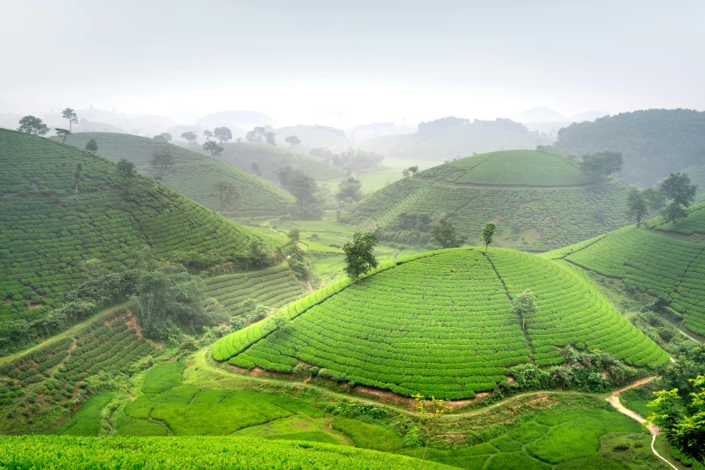 a view from the top of the hills covered in coffee plants