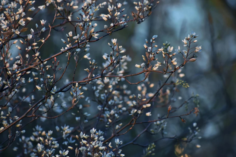 the flower buds are blooming on the tree nch