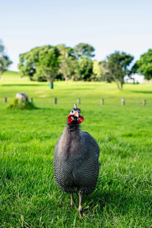 a grey chicken walking across a lush green field