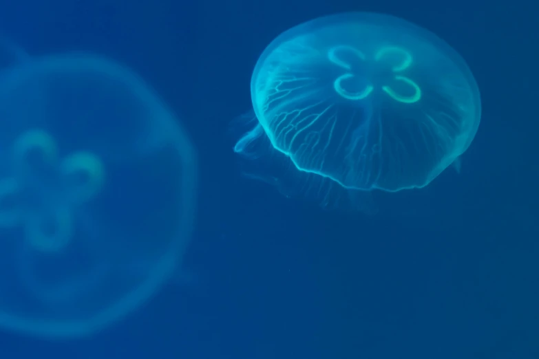 two jellyfish are being viewed from above