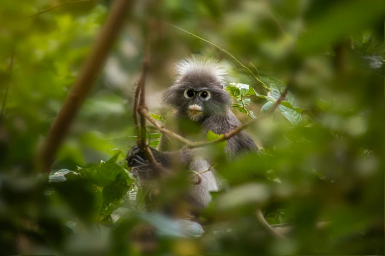a monkey peers through the leaves of a tree