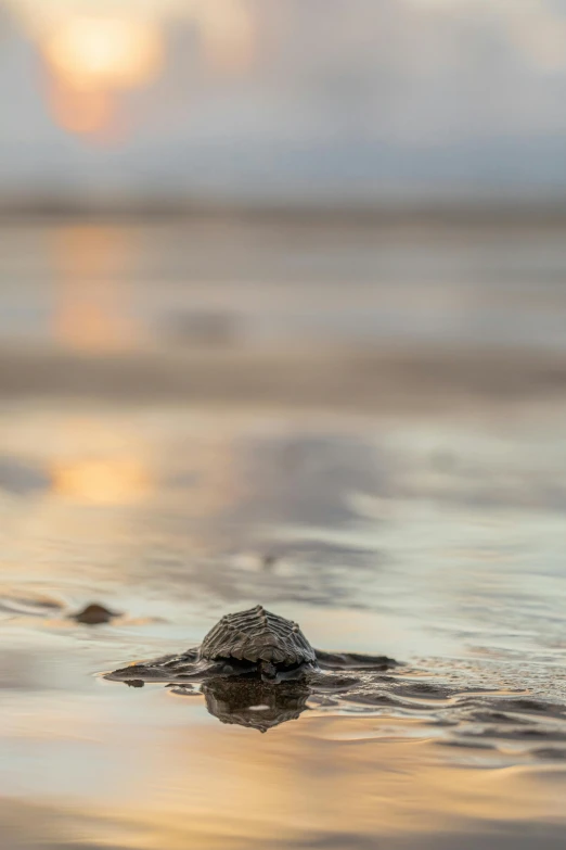 a small turtle is in shallow water at the edge of a beach