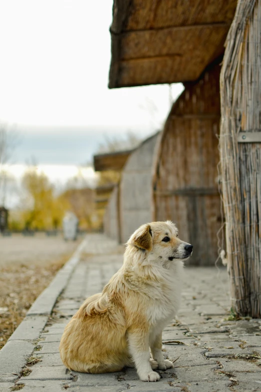 the dog is sitting outside near the fence